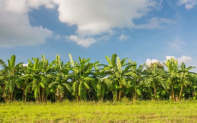 Natuurlijke materialen voor duurzame uitvaartmanden